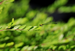 Prodasineura croconota