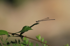 Prodasineura croconota
