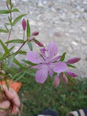Chamaenerion colchicum