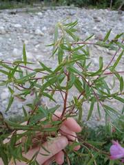 Chamaenerion colchicum