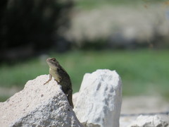 Sceloporus horridus