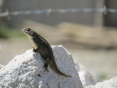 Sceloporus horridus