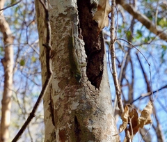 Phelsuma kochi