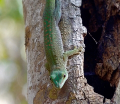 Phelsuma kochi