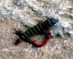 Sphaerodactylus elegans