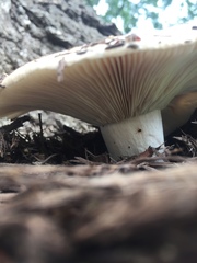 Russulaceae
