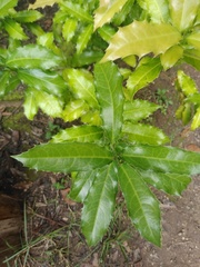 Olmediella betschleriana