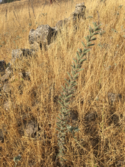 Echium glomeratum
