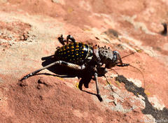 Eugaster