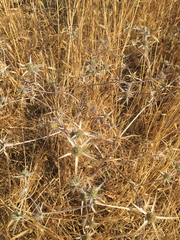 Eryngium creticum