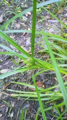 Carex frankii