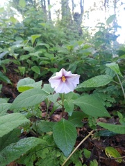 Lycianthes ciliolata
