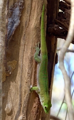 Phelsuma kochi
