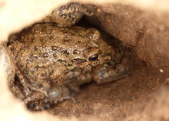 Leptodactylus bufonius