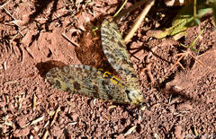 Palparini