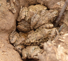 Leptodactylus bufonius
