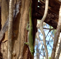 Phelsuma kochi