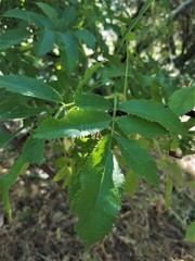 Fraxinus dipetala