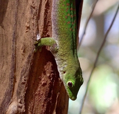 Phelsuma kochi