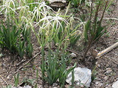 Hymenocallis vasconcelosii