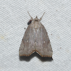 Cutina albopunctella