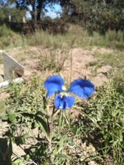 Commelina dianthifolia