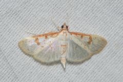 Palpita illibalis