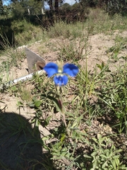 Commelina dianthifolia