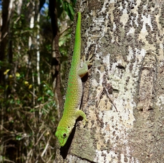 Phelsuma kochi