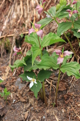 Trillium ovatum ovatum