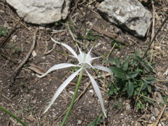 Hymenocallis vasconcelosii