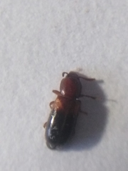 Corticeus bicolor
