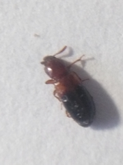 Corticeus bicolor