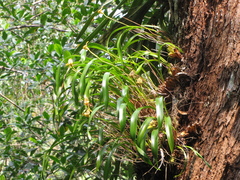 Maxillaria egertoniana