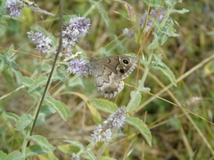 Hipparchia statilinus