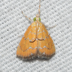 Xanthophysa psychicalis