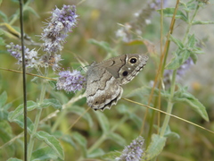 Hipparchia statilinus