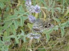Hipparchia statilinus