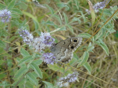 Hipparchia statilinus