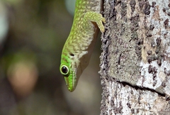 Phelsuma kochi