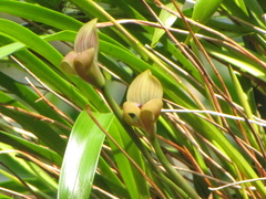 Maxillaria egertoniana
