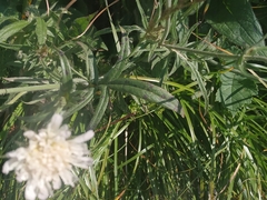 Scabiosa ochroleuca