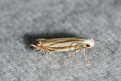 Polyhymno luteostrigella