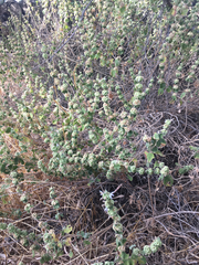 Pseudodictamnus undulatus