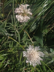 Scabiosa ochroleuca