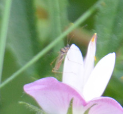 Gampsocoris