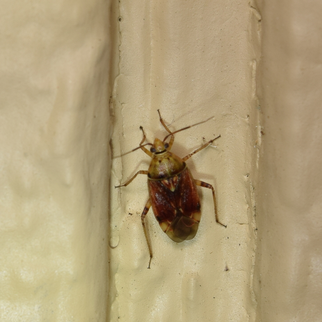 Lygus convexicollis