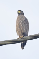Spilornis cheela pallidus