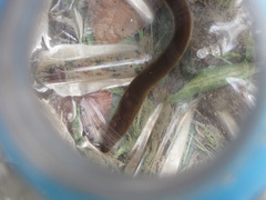 Ophisternon aenigmaticum