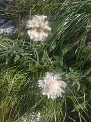 Scabiosa ochroleuca